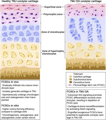 Fibrocartilage Stem Cells in the Temporomandibular Joint: Insights From Animal and Human Studies